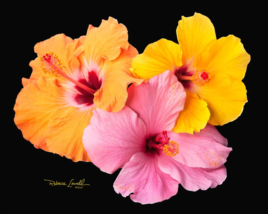 Flowers — Rebecca Lowell Art